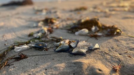 blue blob-shaped dead creatures on a sandy beach