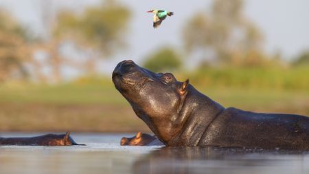 A photograph shows three hippos in a body of water. The closest hippo raises its head to the left and looks above to see a colorful bird flying above it. 